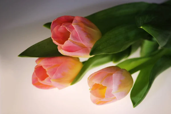 Три Розовых Тюльпана Оранжевыми Венами Крупным Планом Белом Фоне — стоковое фото