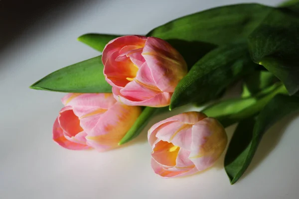 Trzy Różowe Tulipany Żyły Pomarańczowy Zbliżenie Szarym Tle — Zdjęcie stockowe