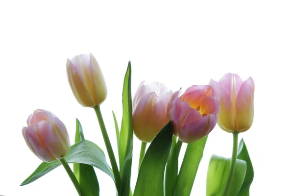 Pięciu Różowe Tulipany Pomarańczowy Żył Białym Tle — Zdjęcie stockowe