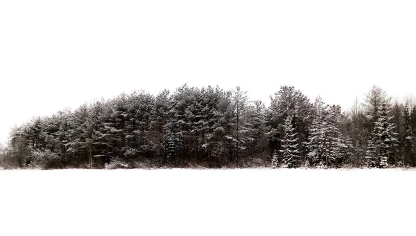 Winter Coniferous Forest White Sky Snow Russia — Stock Photo, Image