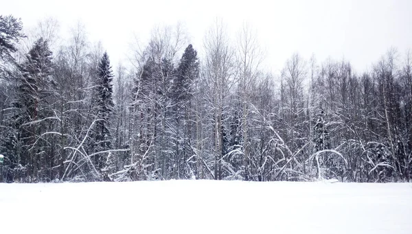 Χειμώνα Μικτά Δάση Λευκό Ουρανό Και Χιόνι Ρωσία — Φωτογραφία Αρχείου