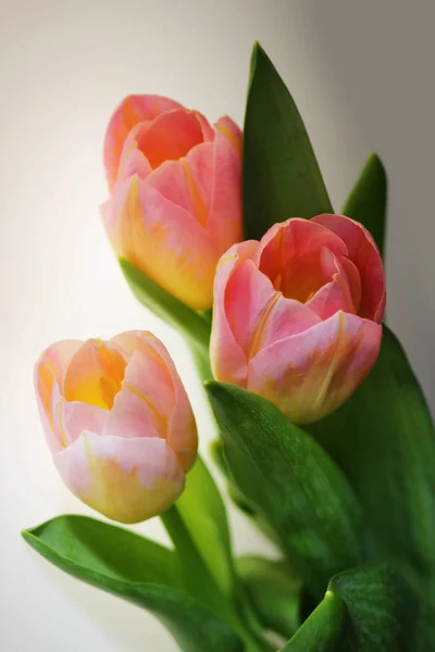 Trzy Różowe Tulipany Żyły Pomarańczowy Zbliżenie Białym Tle — Zdjęcie stockowe