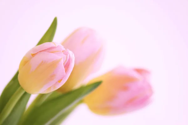 Three Pink Tulips Orange Veins Close White Background Stock Image
