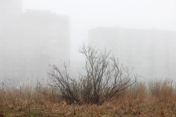 Um pequeno arbusto solitário e casas no nevoeiro em um lote vago na primavera no início da manhã . — Fotografia de Stock