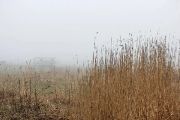 Moitas de grama no nevoeiro em um lote vago na primavera no início da manhã . — Fotografia de Stock