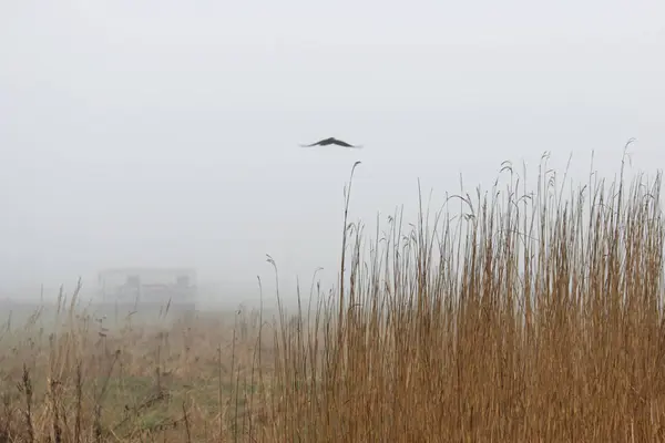 Um pássaro solitário, casa e moitas de grama no nevoeiro em um lote vago na primavera no início da manhã . — Fotografia de Stock