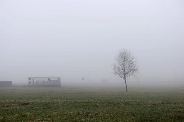 Uma pequena árvore solitária e casas no nevoeiro em um lote vago na primavera no início da manhã . — Fotografia de Stock