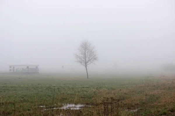 Самотнє маленьке дерево і будинок в тумані на вакантній ділянці навесні рано вранці . — стокове фото