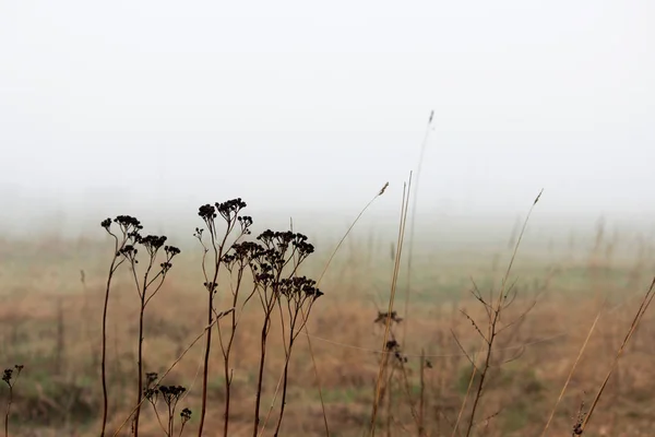 Grasbüschel im Nebel auf einer Brachfläche im Frühjahr am frühen Morgen. — Stockfoto