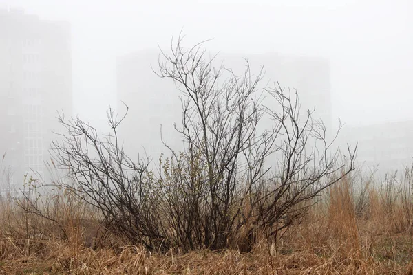 Um pequeno arbusto solitário e casas no nevoeiro em um lote vago na primavera no início da manhã . — Fotografia de Stock