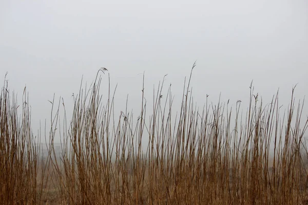 Grasbüschel im Nebel auf einer Brachfläche im Frühjahr am frühen Morgen. — Stockfoto