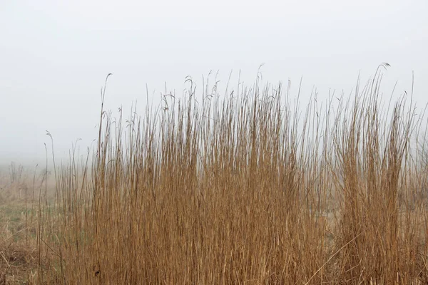 Grasbüschel im Nebel auf einer Brachfläche im Frühjahr am frühen Morgen. — Stockfoto