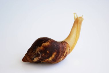 Genç salyangoz Ahatina akik kabuk beyaz bir arka plan üzerinde.