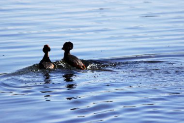 ördek onun kırmızı kafalı boynuzlu Slavonian bahri Podiceps auritus baş. Evlilik oyunları ve dans erkek ve dişi.