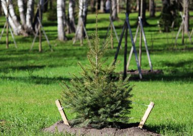 Yalnız küçük Noel ağacı dikimleri plana göre Gatchina parkta ekilen. Bir çit ile çitlerle çevrili.