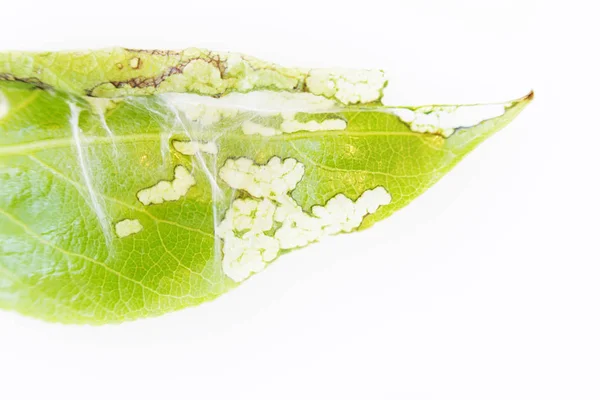 Close-up de uma colônia de ácaros spiter Tetranychus urticae em uma folha de álamo jovem . — Fotografia de Stock