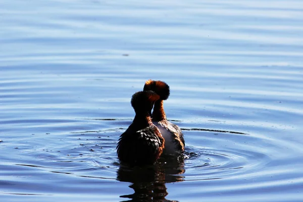 Kachna s červeným hlav na jeho hlavu rohatou slavonského potápka Podiceps auritus. manželské hry a tance samec a samice. — Stock fotografie