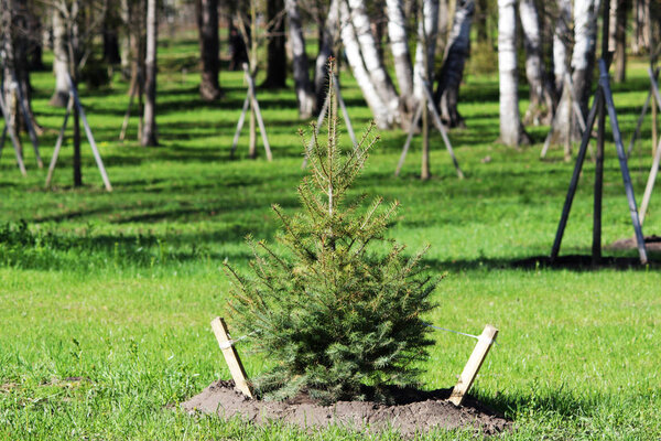 Lonely small Christmas tree is planted in Gatchina Park according to the plan of plantings. Fenced with a fence.
