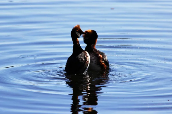 duck with red heads on his head Horned Slavonian grebe Podiceps auritus. marital games and dances of male and female. Gatchina White Lake.