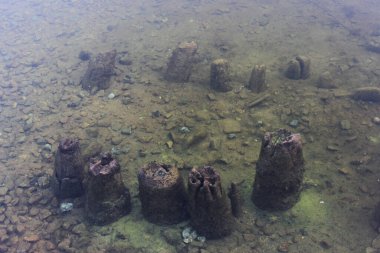 Suyun altında eski tahta direkler. Tarihi yedekler. Gatchina Parkı 'ndaki göl.