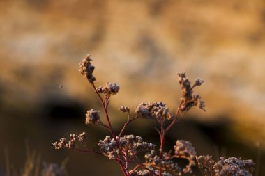 Denizin arka planında bozkır çiçekleri. Karantina altında denize açılmak için nostalji.