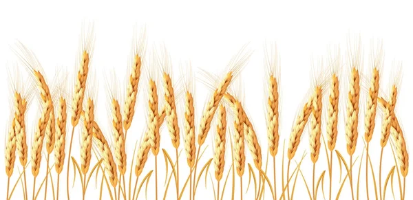 Золотая пшеница на белом фоне — стоковое фото