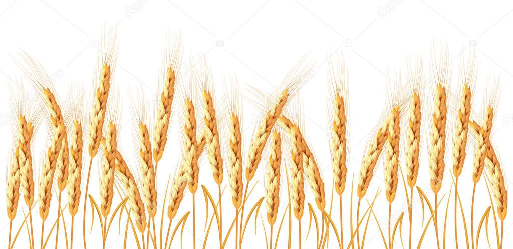 Golden wheat isolated on white background