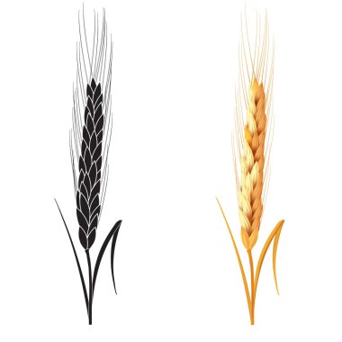 Beyaz arka plan üzerinde izole siyah ang altın buğday