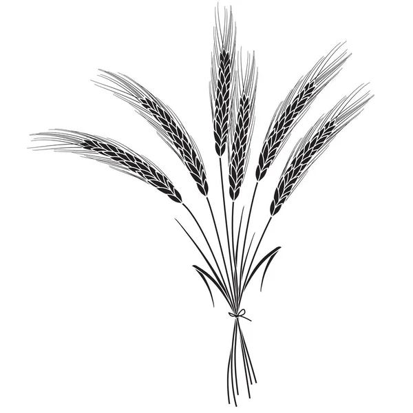 Schwarzer Weizen isoliert auf weißem Hintergrund — Stockvektor