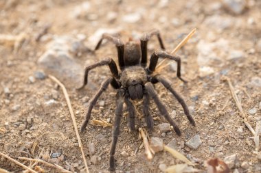 Tarantula - Aphonopelma. Santa Clara County, Kaliforniya, sonbahar 2016