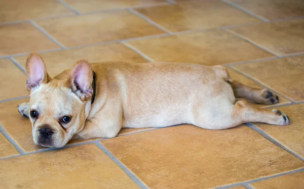 Французький бульдог цуценя - великий пес lupus familiaris — стокове фото