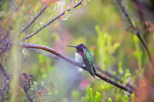 Colibrí de Anna - Calypte anna — Foto de Stock