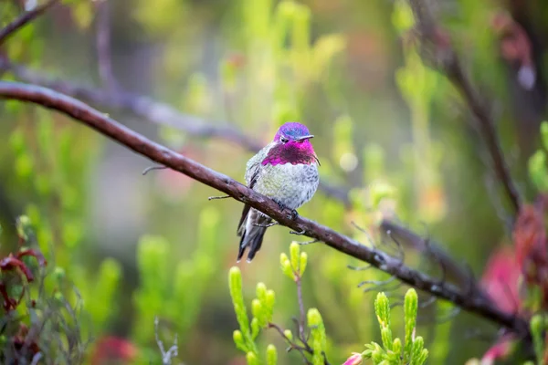 Colibrí de Anna - Calypte anna — Foto de Stock