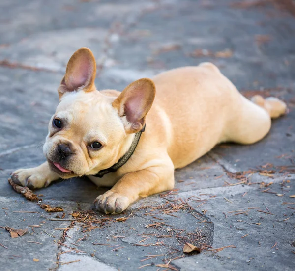 Cachorro Bulldog Francés - Canis lupus familiaris —  Fotos de Stock