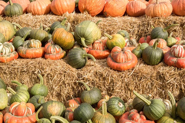 Mischung aus Kürbis und Kürbis in einem Kürbisfeld in Nordkalifornien — Stockfoto