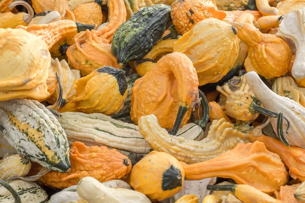 Herbstflügel auf einem Stand in Nordkalifornien — Stockfoto