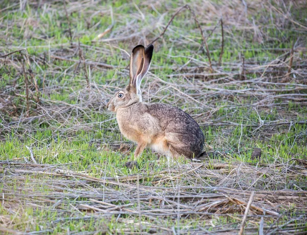 Svartstjärtad Jackrabbit - Lepus californicus — Stockfoto