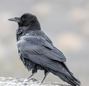 Ortak Raven, Yetişkin portre Kuzey Raven (Corvus corax)