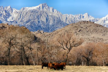 Mt. Whitney, Sierra Nevada Mountains, and Cows in the Foothills. Lone Pine, California, USA clipart