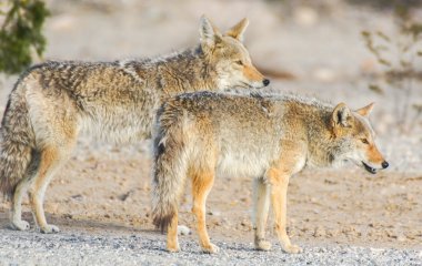 Coyotes - Canis latrans clipart