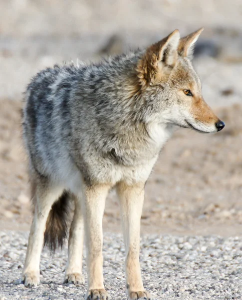 Coiote - Canis latrans — Fotografia de Stock