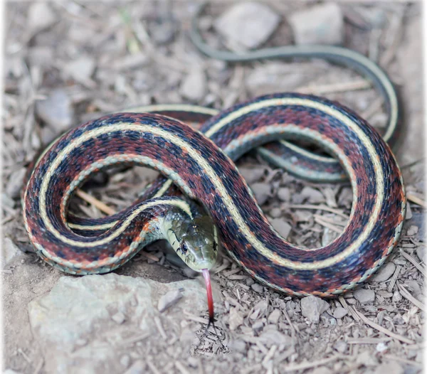 Küstengartersnake - thamnophis elegans terrestris — Stockfoto