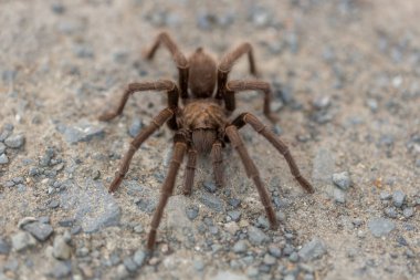 Tarantula - Aphonopelma, Contra Costa County, Kaliforniya, ABD, sonbahar 2016.