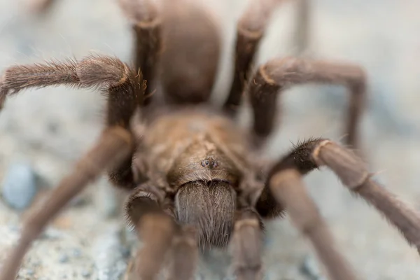 狼蛛-Aphonopelma，魂斗罗哥斯达黎加县，加利福尼亚州，美国，秋天 2016. — 图库照片