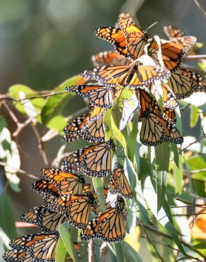 Monarch kelebek - Danaus plexippus
