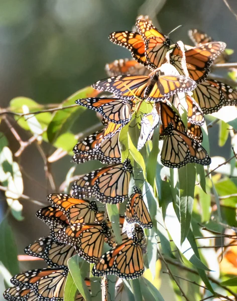 Монархические бабочки - Danbleplexippus — стоковое фото