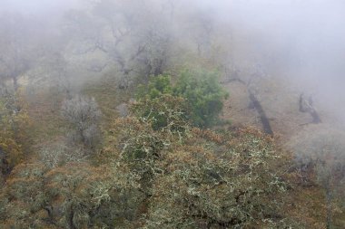 Meşe ve sis. Joseph D Grant County Park, California, sonbahar 2016