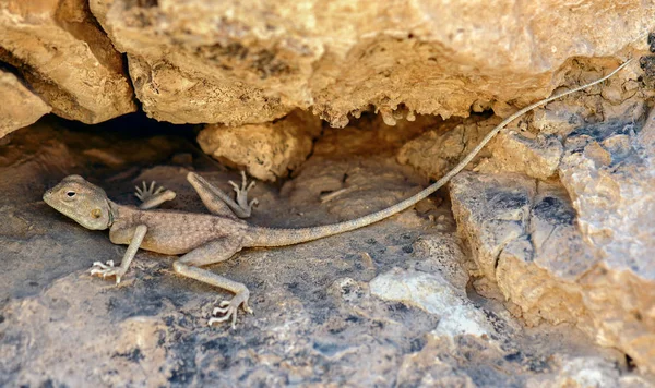 Pouštní (bledé) Agama - Trapelus mutabilis, Judské poušti, Izrael — Stock fotografie