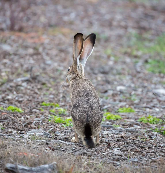 Black-tailed Jackrabbit - Lepus californicus, rear view — Stock Photo, Image