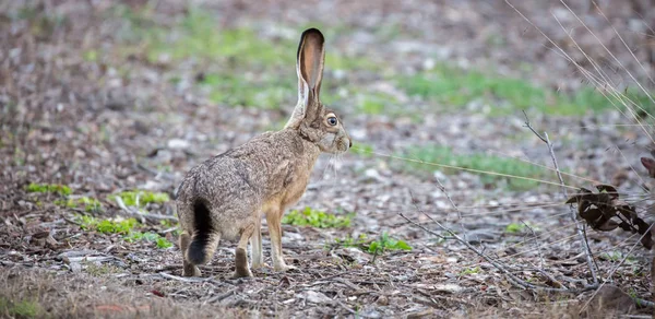 Black-tailed Jackrabbit - Lepus californicus, side view — Stock Photo, Image